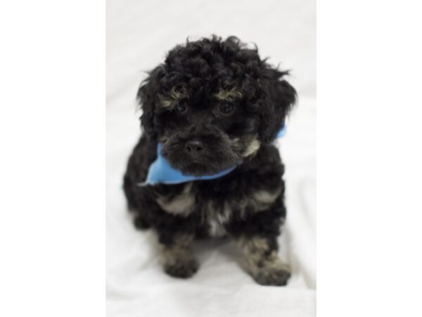 Toy Poodle DOG Male Black and Tan 11550 Petland Wichita, Kansas