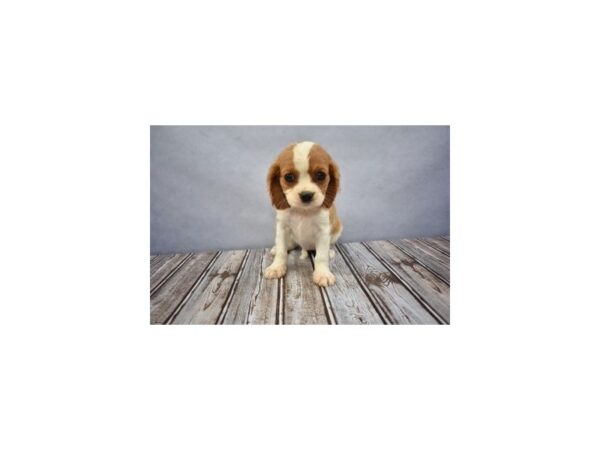 Cavalier King Charles Spaniel DOG Female Blenheim 11679 Petland Wichita, Kansas