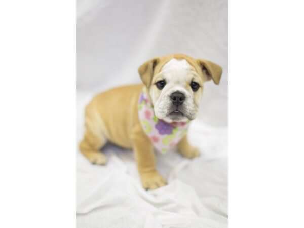 English Bulldog DOG Female Fawn and White 11591 Petland Wichita, Kansas