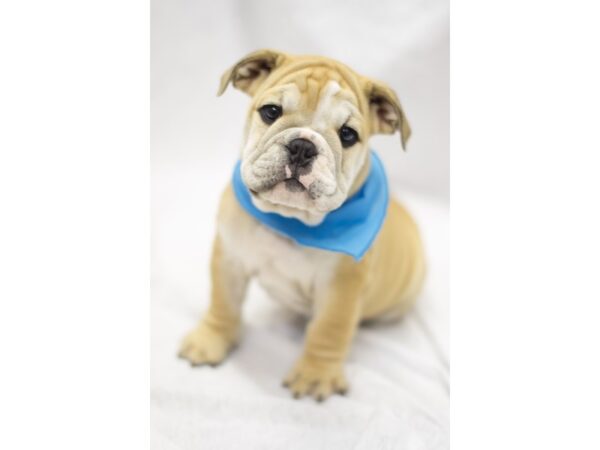 English Bulldog-DOG-Male-Fawn and White-11590-Petland Wichita, Kansas