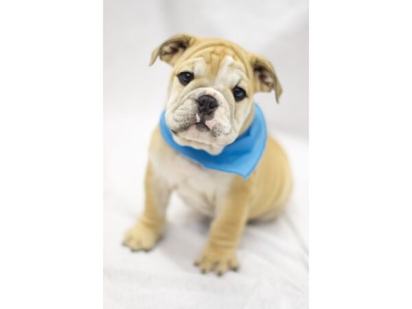 English Bulldog DOG Male Fawn and White 11590 Petland Wichita, Kansas