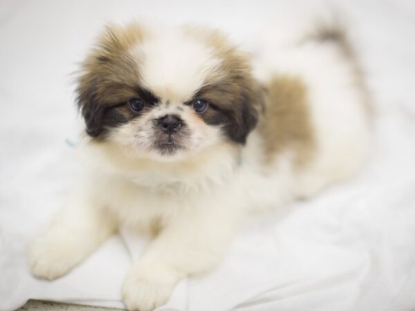 Pekingese DOG Male Tri Color 11588 Petland Wichita, Kansas