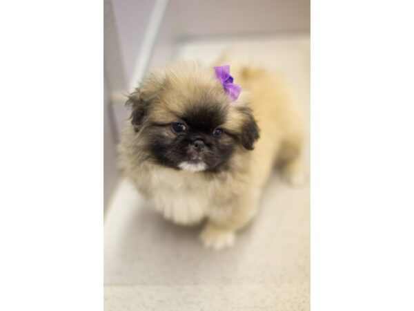 Pekingese DOG Female Sable 11587 Petland Wichita, Kansas