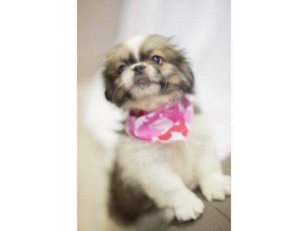 Pekingese DOG Female Gold and White 11586 Petland Wichita, Kansas