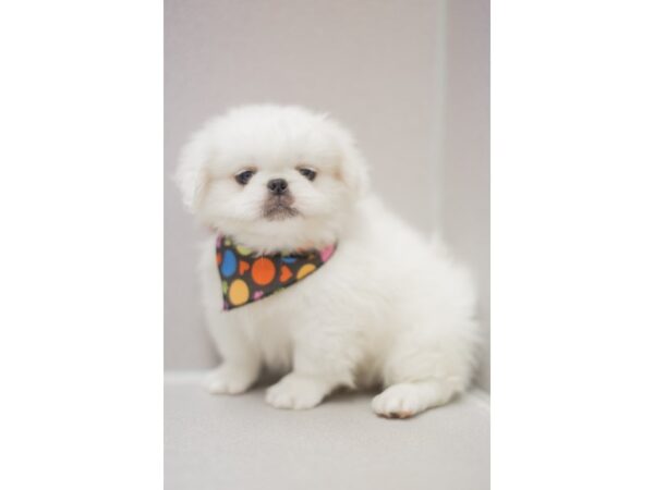 Pekingese DOG Male White 11585 Petland Wichita, Kansas