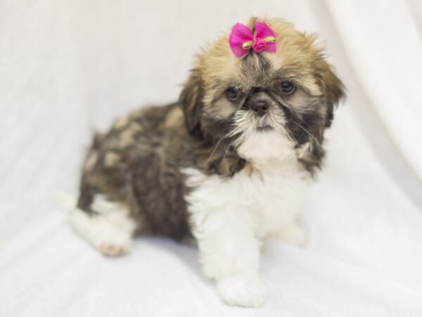 Shih Tzu DOG Female White and Sable 11582 Petland Wichita, Kansas