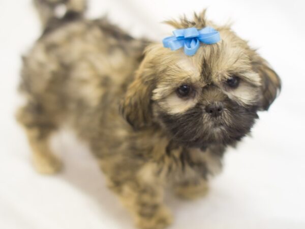 Shih Tzu DOG Female Sable 11581 Petland Wichita, Kansas