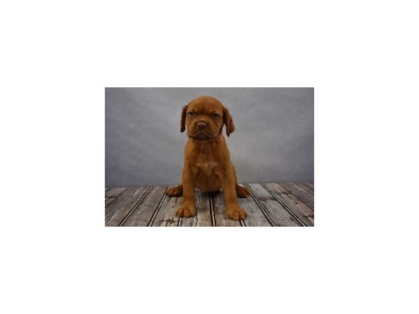 Dogue De Bordeaux-DOG-Female-Red-11604-Petland Wichita, Kansas