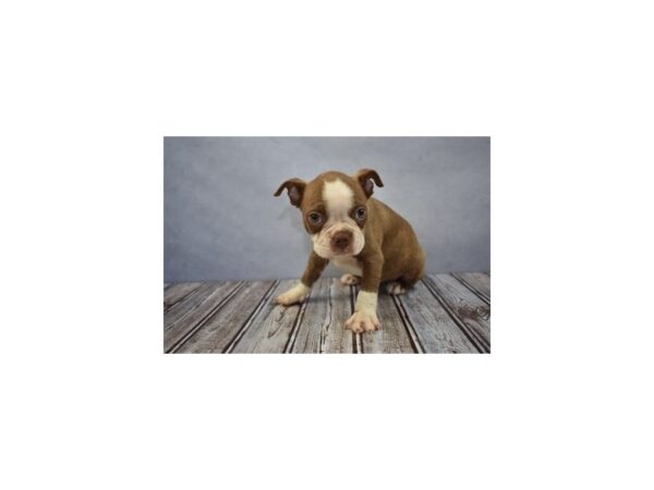 Boston Terrier DOG Male Seal Brindle and White 11677 Petland Wichita, Kansas