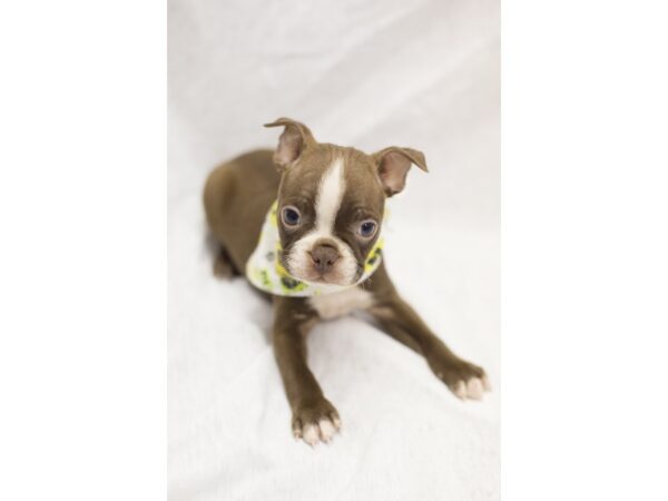 Boston Terrier DOG Male Red and White 11621 Petland Wichita, Kansas