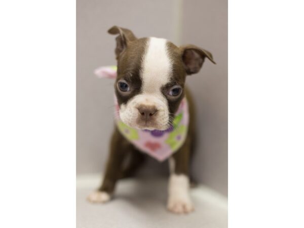 Boston Terrier DOG Female Red and White 11619 Petland Wichita, Kansas