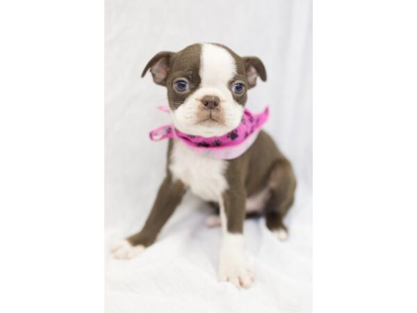 Boston Terrier DOG Female Red and White 11618 Petland Wichita, Kansas