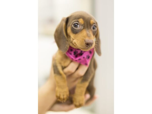 Miniature Dachshund DOG Female Chocolate 11615 Petland Wichita, Kansas