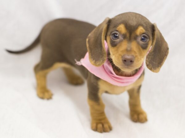 Miniature Dachshund-DOG-Female-Chocolate-11614-Petland Wichita, Kansas