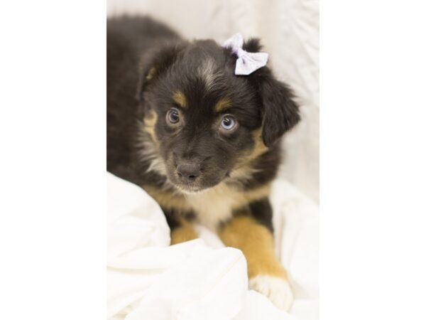 Miniature Australian Shepherd DOG Female Black Tri 11613 Petland Wichita, Kansas