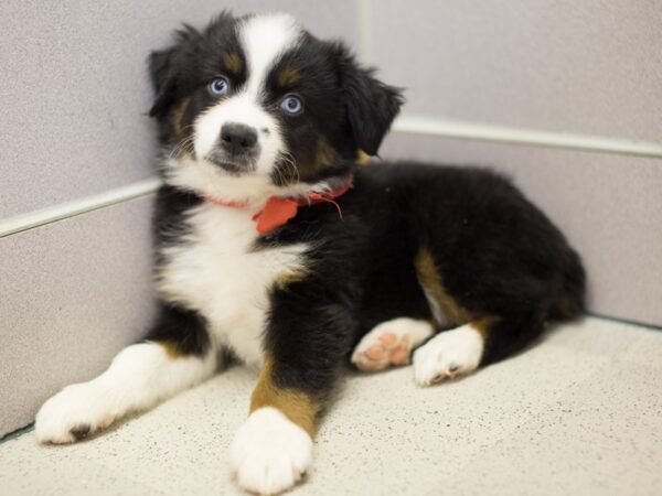 Miniature Australian Shepherd DOG Male Black Tri 11612 Petland Wichita, Kansas