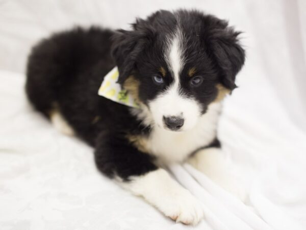 Miniature Australian Shepherd DOG Male Black Tri 11611 Petland Wichita, Kansas