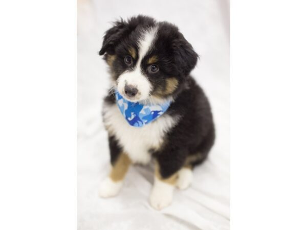 Miniature Australian Shepherd DOG Male Black Tri 11610 Petland Wichita, Kansas