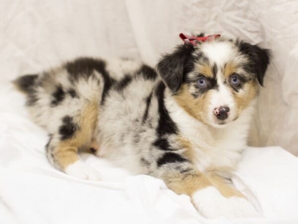 Miniature Australian Shepherd-DOG-Female-Blue Merle-11609-Petland Wichita, Kansas