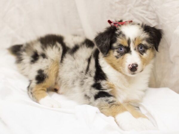 Miniature Australian Shepherd DOG Female Blue Merle 11609 Petland Wichita, Kansas