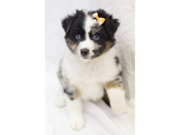 Miniature Australian Shepherd DOG Female Blue Merle 11608 Petland Wichita, Kansas