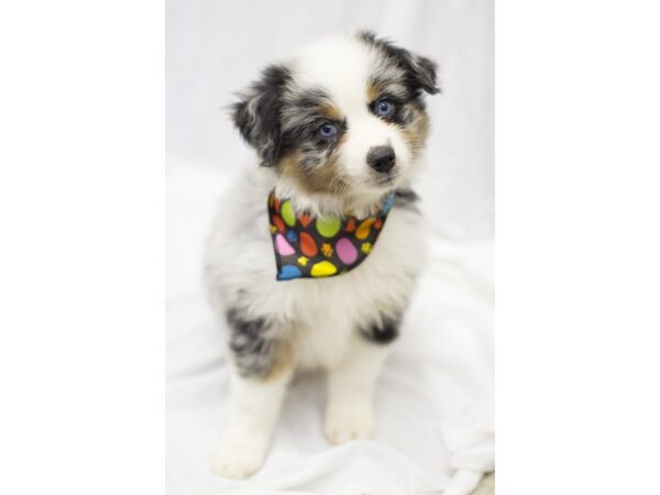 Miniature Australian Shepherd DOG Male Blue Merle 11606 Petland Wichita, Kansas