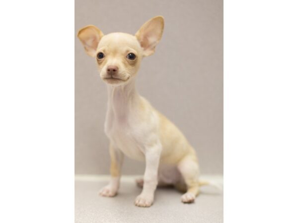 Chihuahua DOG Male Cream and White 11603 Petland Wichita, Kansas