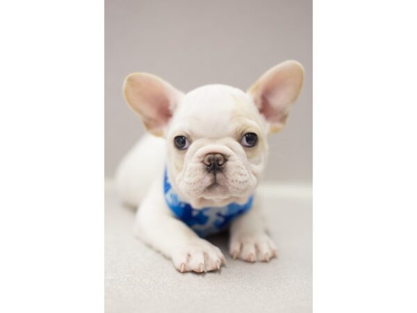 French Bulldog DOG Male White with Fawn Markings 11602 Petland Wichita, Kansas