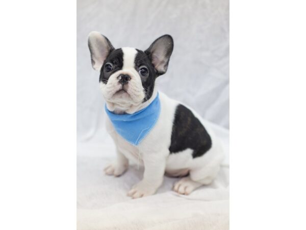 French Bulldog DOG Male Black and White 11601 Petland Wichita, Kansas