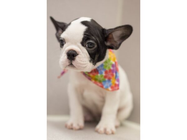 French Bulldog-DOG-Female-Black and White-11600-Petland Wichita, Kansas