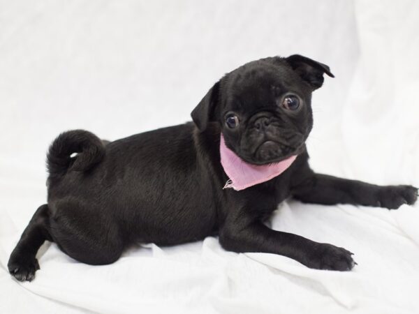 Pug DOG Female Black 11599 Petland Wichita, Kansas