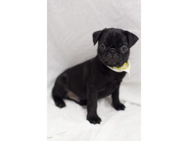 Pug DOG Male Black 11598 Petland Wichita, Kansas