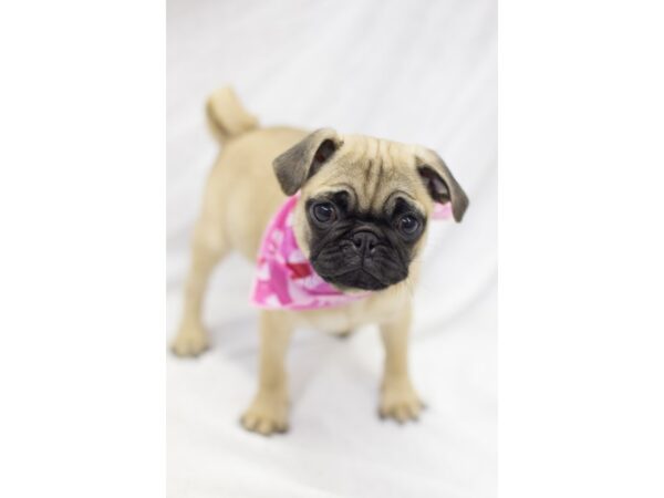 Pug-DOG-Female-Fawn-11597-Petland Wichita, Kansas