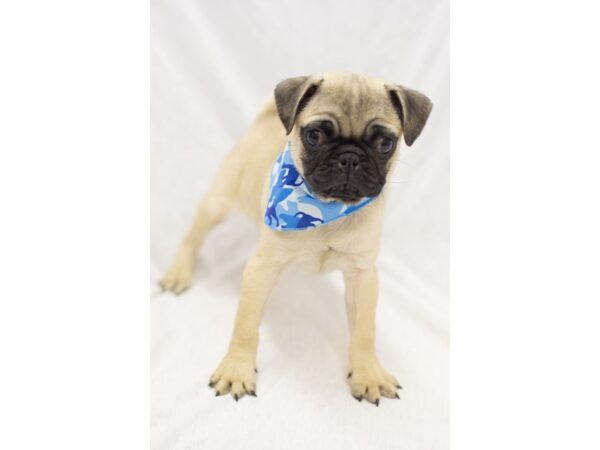 Pug DOG Male Fawn 11596 Petland Wichita, Kansas