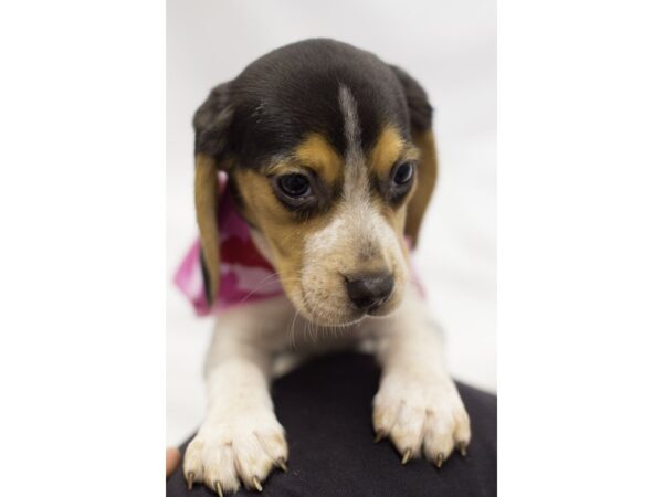 Beagle DOG Female Tri Color 11595 Petland Wichita, Kansas