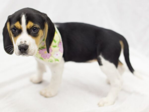 Beagle DOG Female Tri Color 11594 Petland Wichita, Kansas