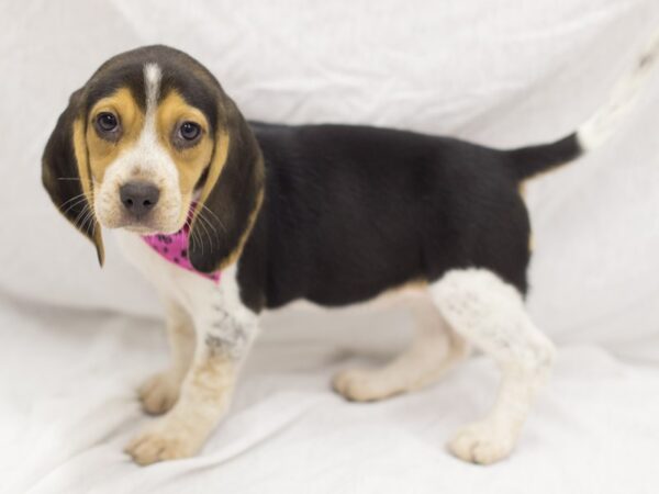 Beagle DOG Female Tri Color 11593 Petland Wichita, Kansas