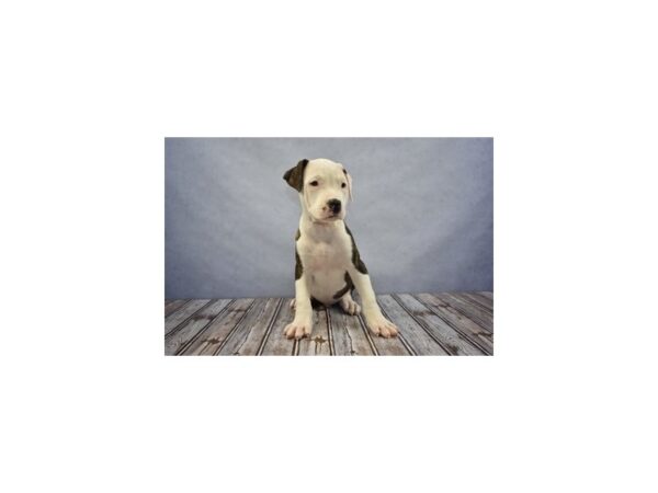 American Bulldog DOG Male White and Brindle 11652 Petland Wichita, Kansas