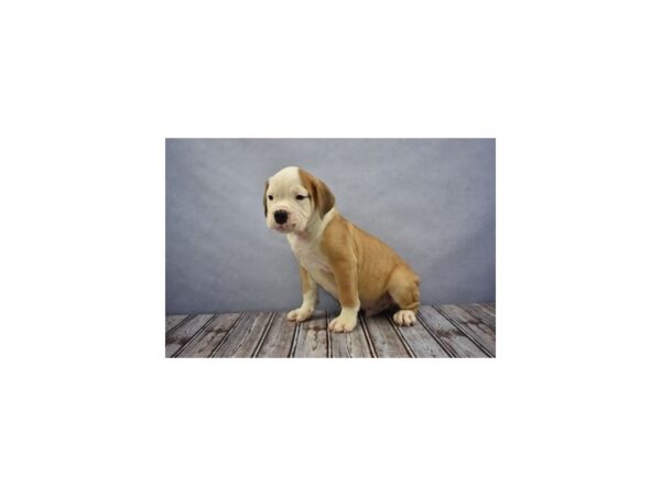 Old English Bulldog-DOG-Male-Red and White-11654-Petland Wichita, Kansas