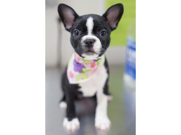 Frenchton DOG Female Black and White 11617 Petland Wichita, Kansas