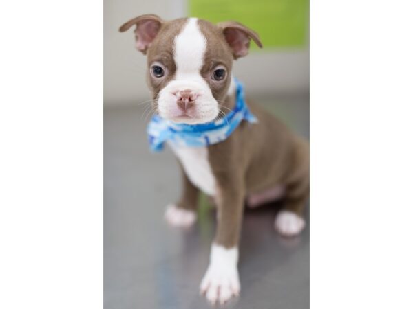 Boston Terrier DOG Male Red and White 11620 Petland Wichita, Kansas