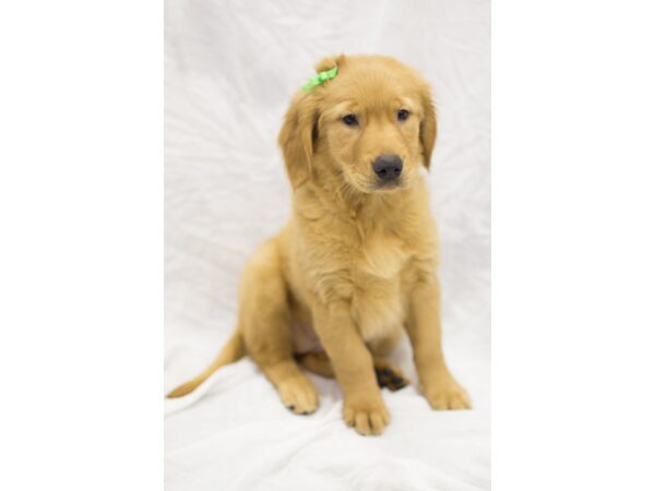 Golden Retriever DOG Female Golden 11622 Petland Wichita, Kansas