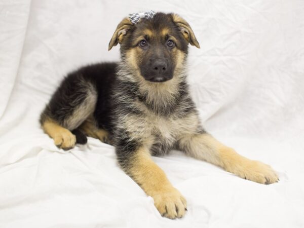 German Shepherd DOG Female Black and Tan 11625 Petland Wichita, Kansas