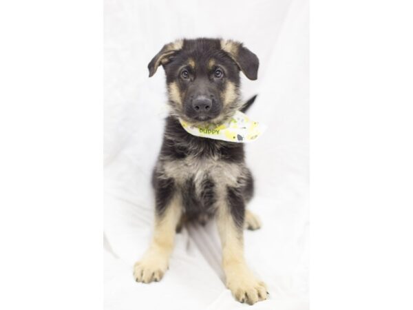 German Shepherd DOG Male Black and Tan 11626 Petland Wichita, Kansas