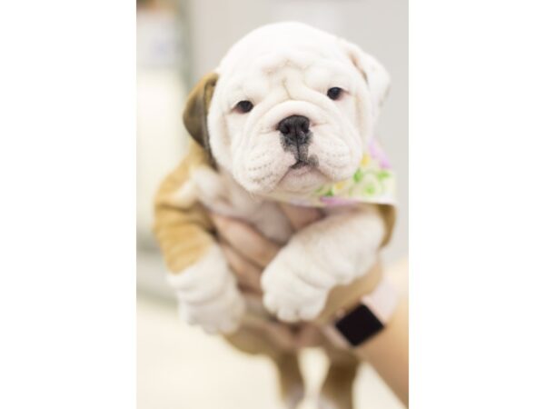 English Bulldog DOG Female Red and White 11628 Petland Wichita, Kansas