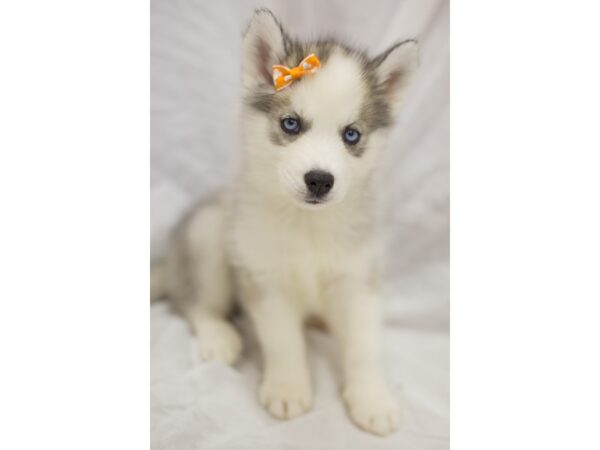 Miniature Husky DOG Female Grey and White 11631 Petland Wichita, Kansas