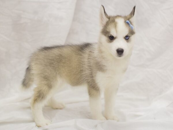 Miniature Husky DOG Female Grey and White 11632 Petland Wichita, Kansas