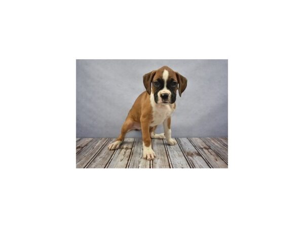 Boxer DOG Female Fawn 11678 Petland Wichita, Kansas