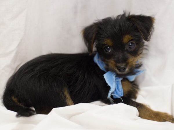 Morkie DOG Male Black and Tan 11663 Petland Wichita, Kansas