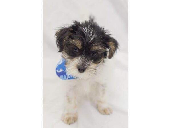 Morkie-DOG-Male-Parti-11661-Petland Wichita, Kansas